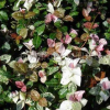 蕭山花葉絡石價格 2018年浙江蕭山花葉絡石批發/量大從優