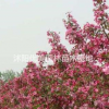 沭陽優(yōu)美園林/北美海棠