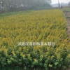 江蘇沭陽大量金葉女貞 有需要聯(lián)系