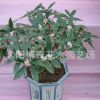 室內盆栽之一【金邊瑞香】. 瑞香花苗 花中祥瑞 規格齊全