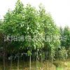 供應馬褂木（鵝掌楸） 馬褂木小苗 馬褂木價格 附馬褂木栽培技術
