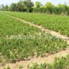 龍柏苗基地批發色塊灌叢工程綠化苗木嫁接龍柏小苗 造型龍柏