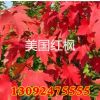 基地批發(fā)綠化工程苗 美國(guó)紅楓苗美國(guó)紅楓-秋火焰紅楓苗