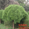 江蘇常年供應規格龍爪槐 龍爪槐價格