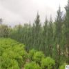墓地專用松柏樹批發 蜀儈 塔柏 塔松 松樹 刺柏 地柏