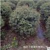 基地批發(fā)四季常青火棘球 各種規(guī)格小苗 別墅花園綠籬 室內盆栽