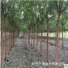 苗圃直銷國槐樹苗行道樹工程綠化庭院花園庭蔭樹規(guī)格齊全拆遷占地