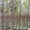 苗圃直銷行道樹大葉女貞樹苗 規(guī)格齊全 四季長青不落葉 庭院別墅