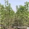 基地批發(fā)銀杏小苗大樹綠化工程苗拆遷占地銀杏白果庭院花園遮蔭樹