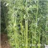 基地竹子批發(fā)青竹 園林綠化 別墅庭院綠化美觀大方 室內盆栽綠籬