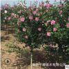 批發(fā)重瓣木槿樹苗 綠化花卉叢生獨桿規(guī)格齊全 庭院別墅花園地栽