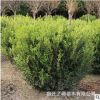 批發(fā)灌木 瓜子黃楊床苗小毛球凈球單顆 庭院工程別墅花園常青綠籬