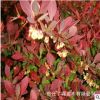批發(fā)小葉女貞苗 瓜子黃楊小苗 紅葉小檗工程苗四季常青色塊籬笆苗