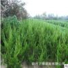 龍柏苗批發(fā) 嫁接龍柏苗工程綠化小龍柏 優(yōu)質龍柏床苗直銷