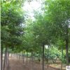 基地直銷白蠟苗 供應防護樹綠化工程速生白蠟樹苗 白蠟樹苗批發(fā)