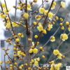 批發(fā)臘梅小苗 梅花苗 大量供應臘梅種子 大規(guī)格臘梅樹苗 臘梅花苗