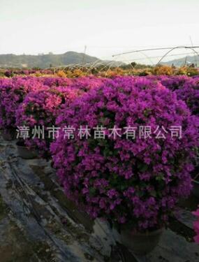 產(chǎn)地批發(fā)供應(yīng)勒杜鵑球 紫花三角梅球 紅花三角梅球 九重葛球形