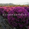 產(chǎn)地批發(fā)供應(yīng)勒杜鵑球 紫花三角梅球 紅花三角梅球 九重葛球形