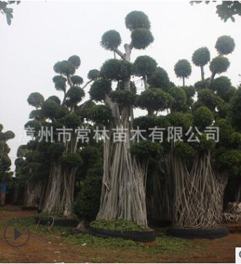 大型造型榕樹 榕樹樁頭 精品小葉榕 工程盆景小葉榕 漳州產(chǎn)地直銷