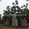 大型造型榕樹 榕樹樁頭 精品小葉榕 工程盆景小葉榕 漳州產(chǎn)地直銷