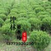批發(fā)小葉黃楊苗 小葉黃楊價格 綠化苗木小葉黃楊 規(guī)格齊全 工程苗