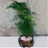 文竹盆栽 迷你小文竹綠色植物 桌面凈化空氣 觀葉 室內(nèi)花卉盆景