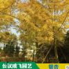 現(xiàn)貨工程各類苗木樹苗小苗銀杏大樹景觀樹防護(hù)樹