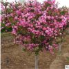 四季開花重瓣日本海棠花樹苗盆景 花卉觀花室內植物 海棠盆栽花苗