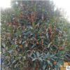 四季桂花樹常綠喬木 嫁接苗花卉盆栽植物 庭院室內觀花金桂濃香型