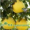 批發新品種巨型天皇蜜柚 柚子樹苗 紅心柚 品種齊全 量大從優