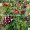流星雨月季花 批發月季花苗 觀賞庭院盆栽花卉 月季花工程花苗