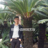 鐵樹，蘇鐵