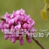 紫荊小苗