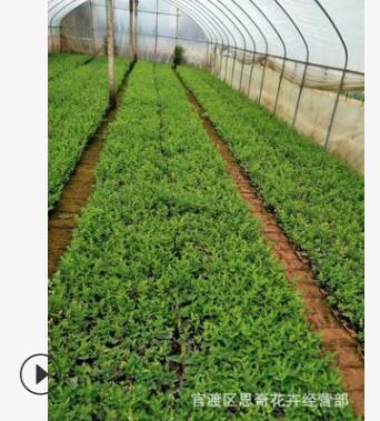 廠家直供盆栽切花觀賞型綠化工程用苗新品火龍珠小苗量大優惠