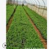 廠家直供盆栽切花觀賞型綠化工程用苗新品火龍珠小苗量大優惠