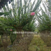 成都溫江紫薇花瓶編織花瓶價格低便宜