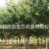成都櫻花晚櫻價(jià)格低便宜