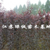 江蘇速生紫葉李基地 速生紅葉李小苗價(jià)格