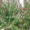 紫葉桃苗木報(bào)價(jià)，紫葉桃苗木價(jià)格表