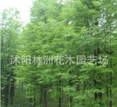 供應(yīng)落羽杉綠化小苗 工程綠化苗木 規(guī)格齊全量大優(yōu)惠