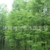 供應(yīng)落羽杉綠化小苗 工程綠化苗木 規(guī)格齊全量大優(yōu)惠