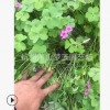 紅花醡漿草 紫葉 高度1-20公分 優(yōu)質(zhì)苗 成活 高 園林 綠化 苗圃