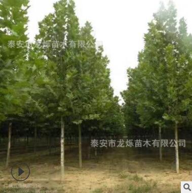 廠家常年供應綠化樹法桐 樹型好多規格行道綠化樹法桐