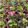 大量供應 藍吻、粉吻、藍、粉薄荷等繡球苗、八仙花苗雜交品種