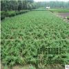 苗圃直銷批發沙地柏 防風固沙 高20-100cm 綠化工程量大價優