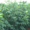 江西無(wú)患子介紹