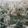 大量供應龍柏苗 龍柏球 綠化隔離帶 工程苗木品種齊全 量多價優