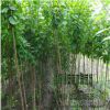 苗圃批發榆葉梅樹綠化工程 叢生樹行道樹 獨桿 庭院美化品種全