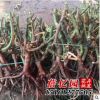 批發(fā)玫瑰月季薔薇花苗/大苗裸根老樁苗/鮮切花種根 包成活