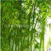 批發(fā)庭院綠化竹子 竹子苗 金鑲玉竹 紫竹 青竹 量大優(yōu)惠